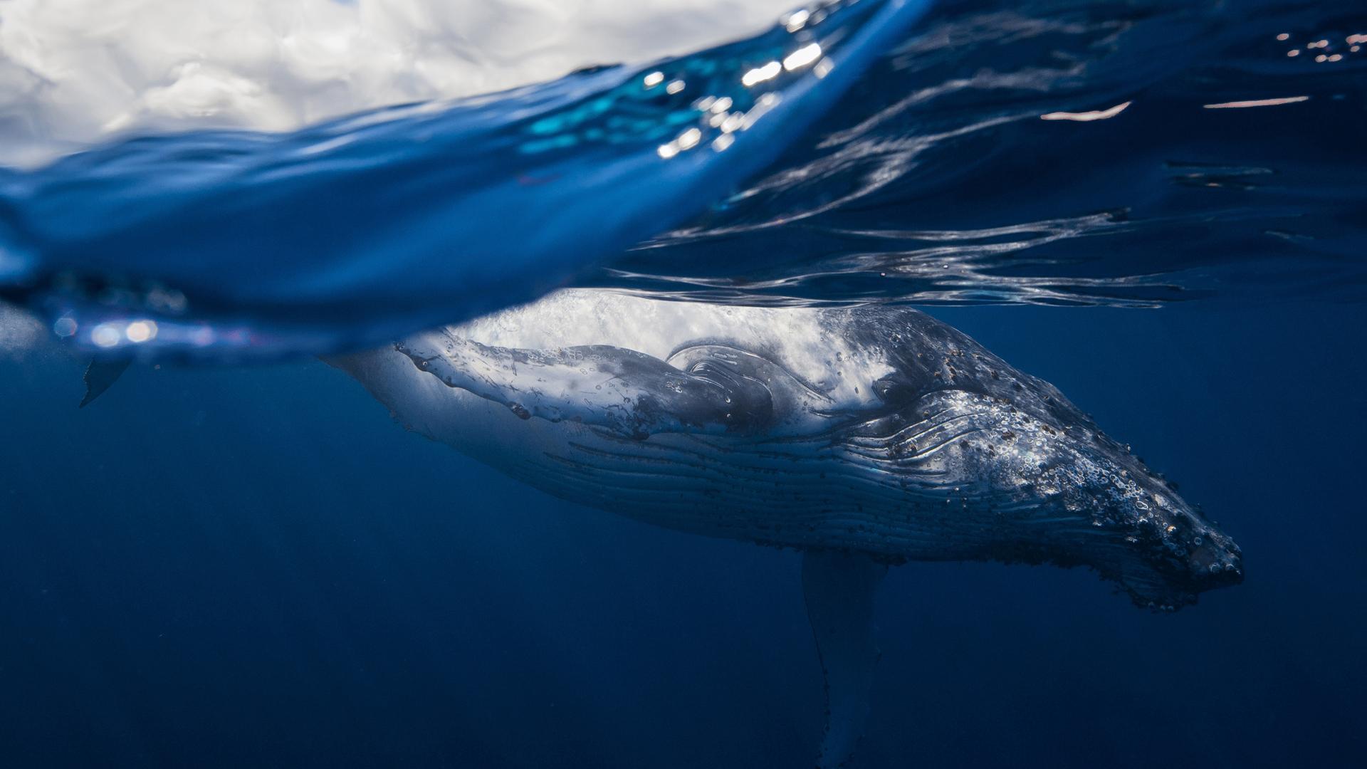 沙丘：第二部分