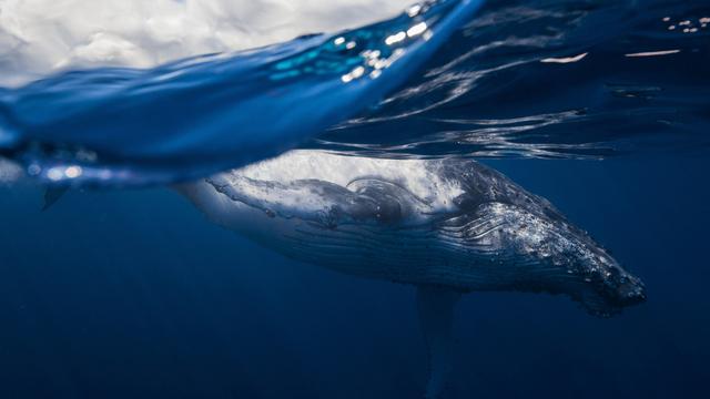 沙丘：第二部分